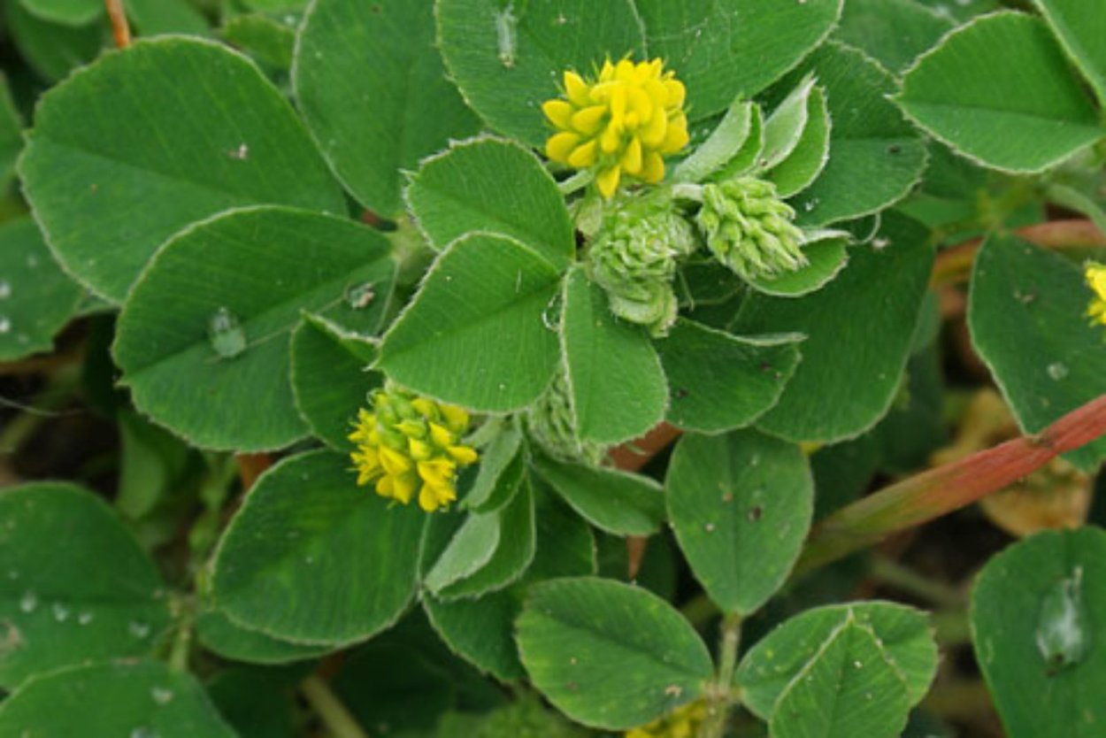 Моногинелла хмелевидная