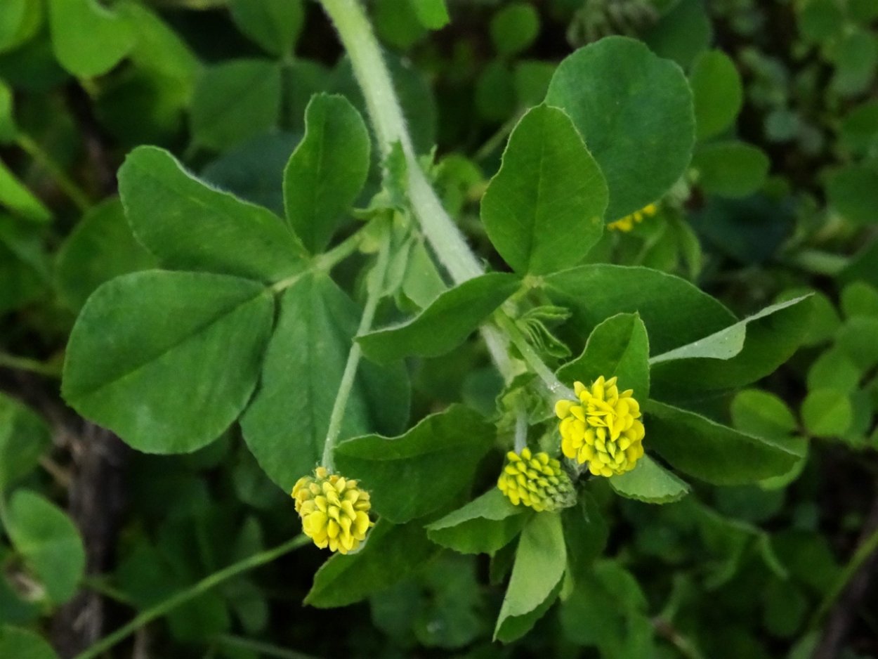 Люцерна хмелевидная (Medicago lupulina)