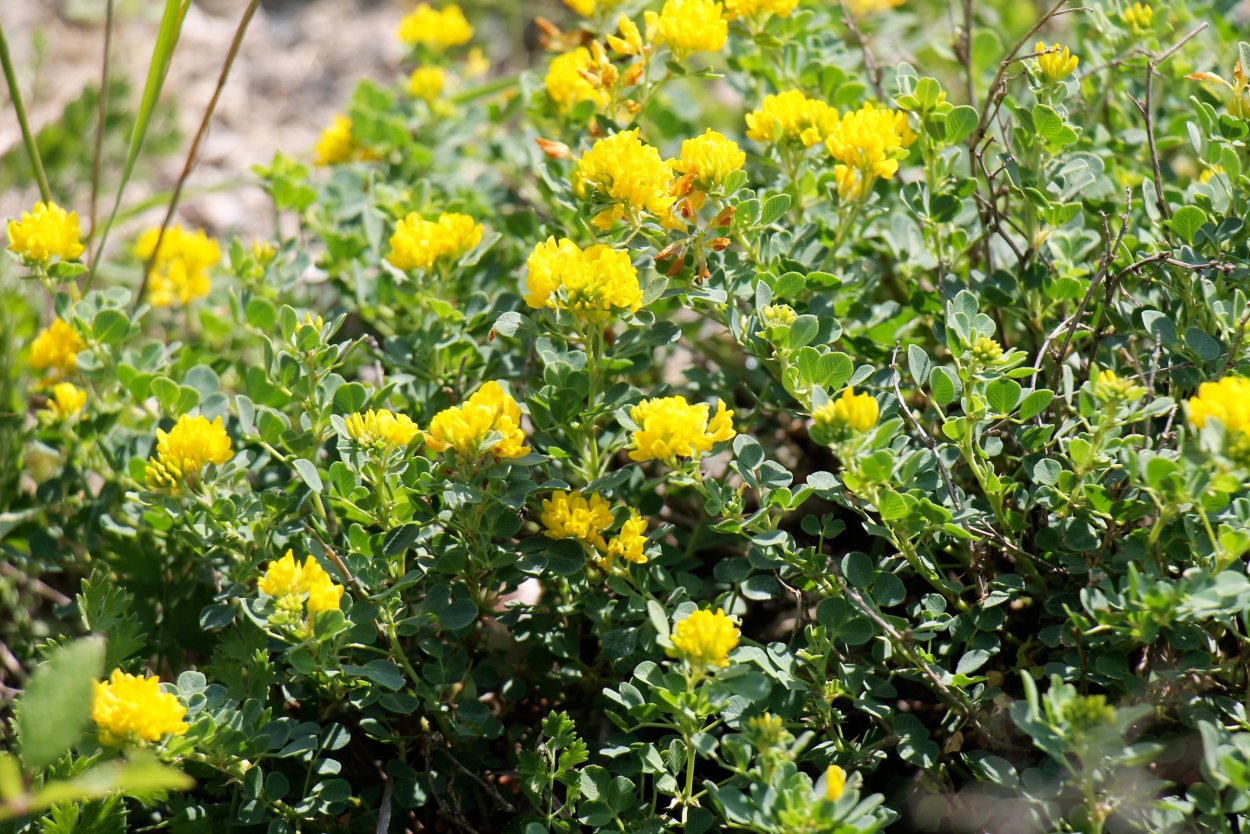 Люцерна Хмелевая (хмелевидная)