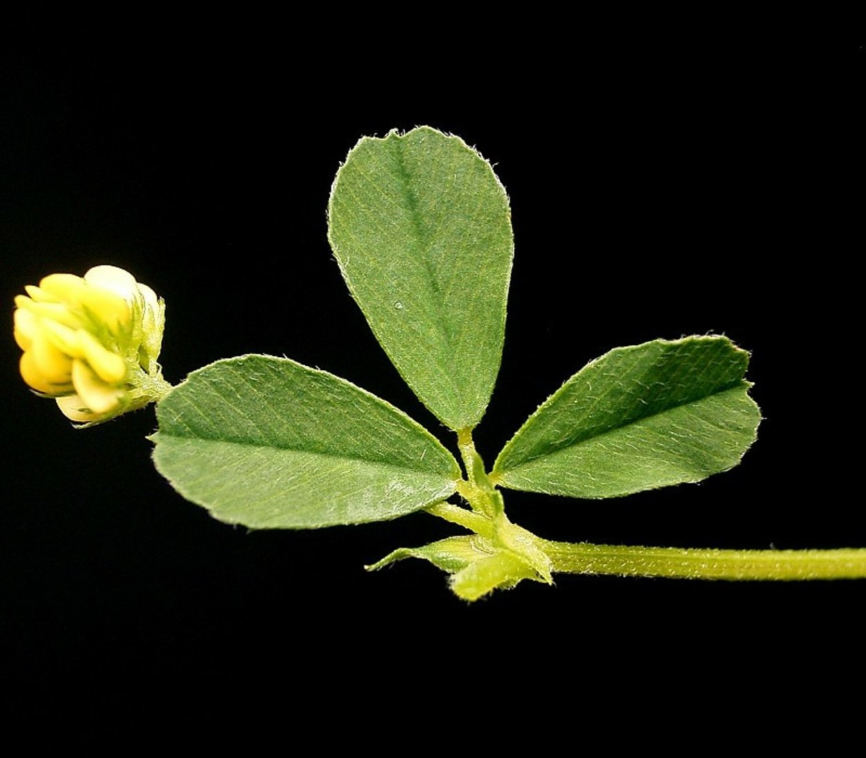 Люцерна хмелевидная сорняк