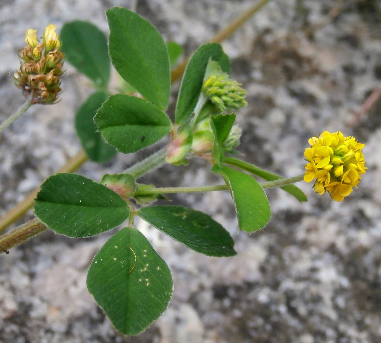 Люцерна маленькая