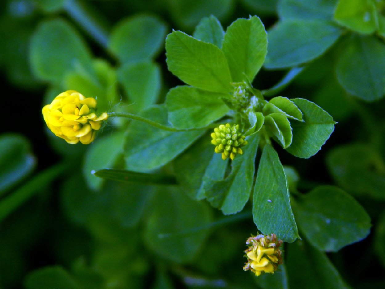 Люцерна хмелевидная сорняк