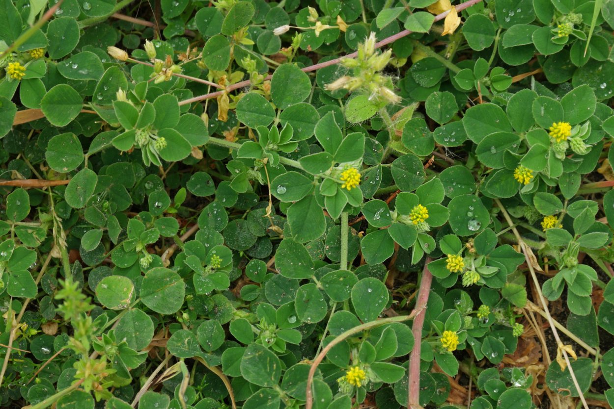 Люцерна хмелевидная сорняк