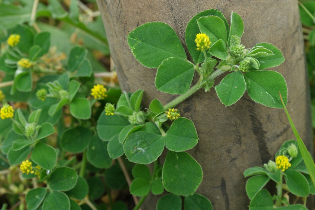 Люцерна хмелевидная гербарий