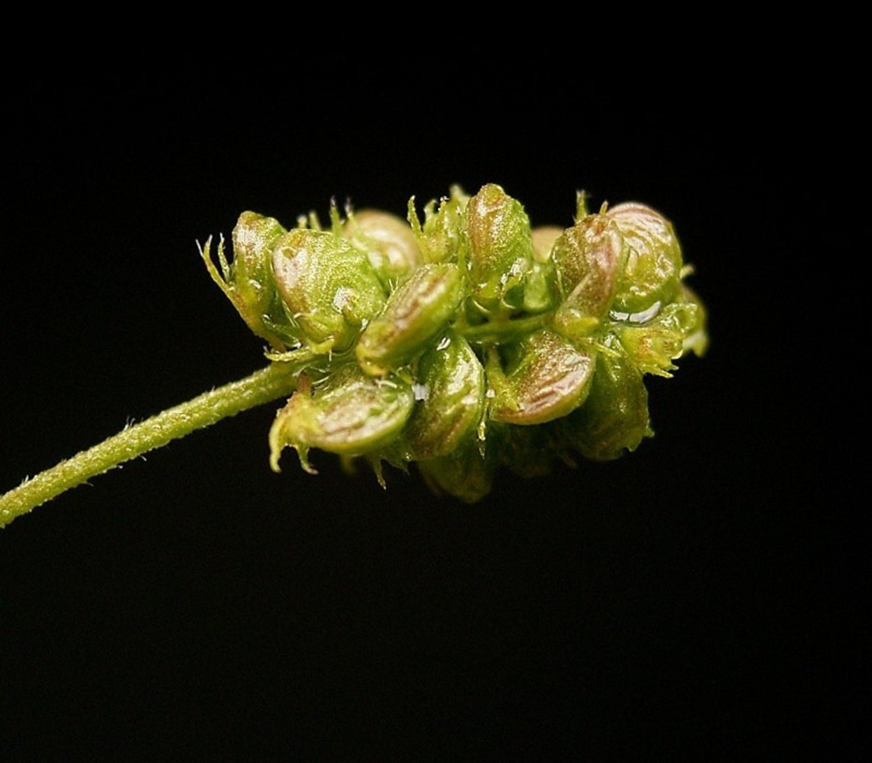 Люце́рна хме́леви́дная