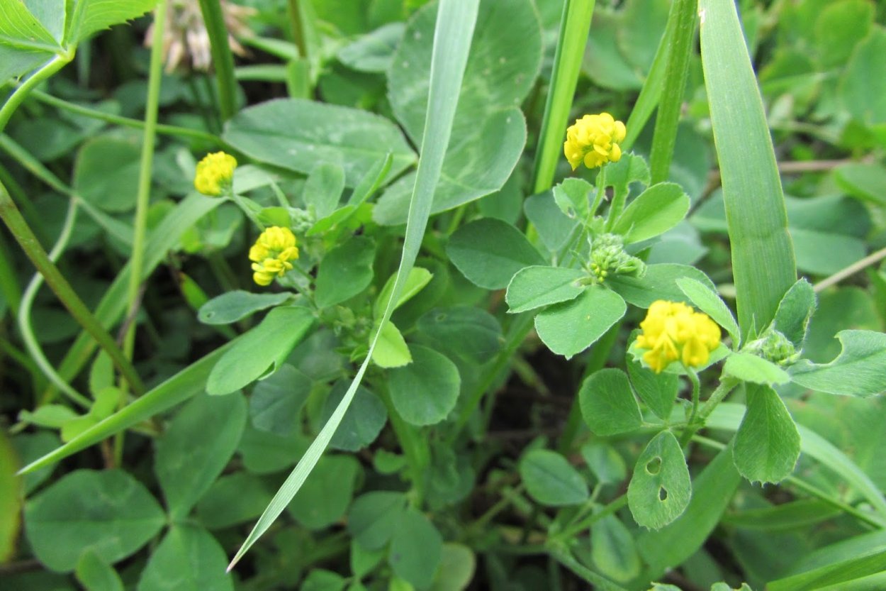 Люцерна пестрая