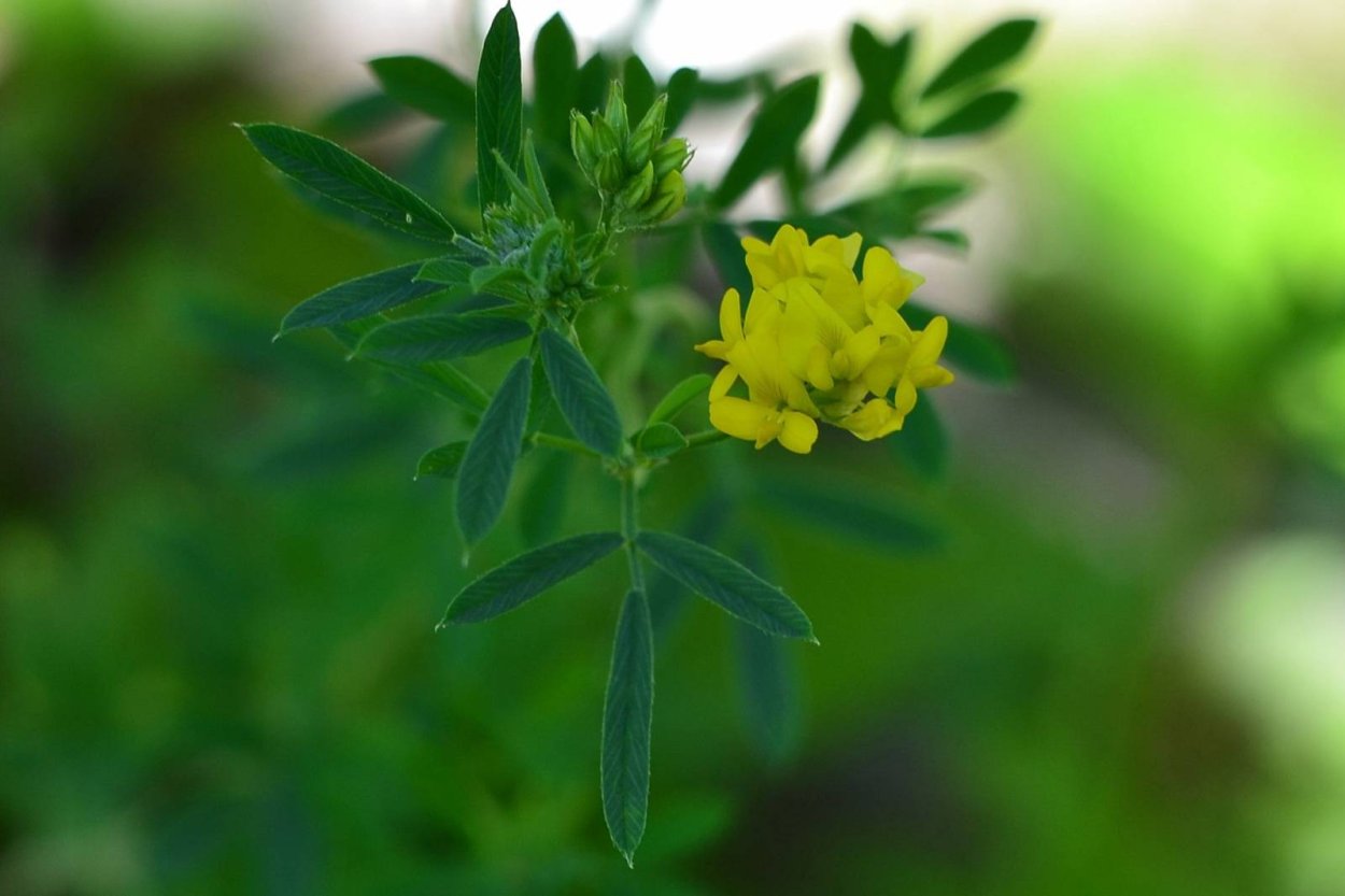 Люцерна хмелевидная сорняк всходы