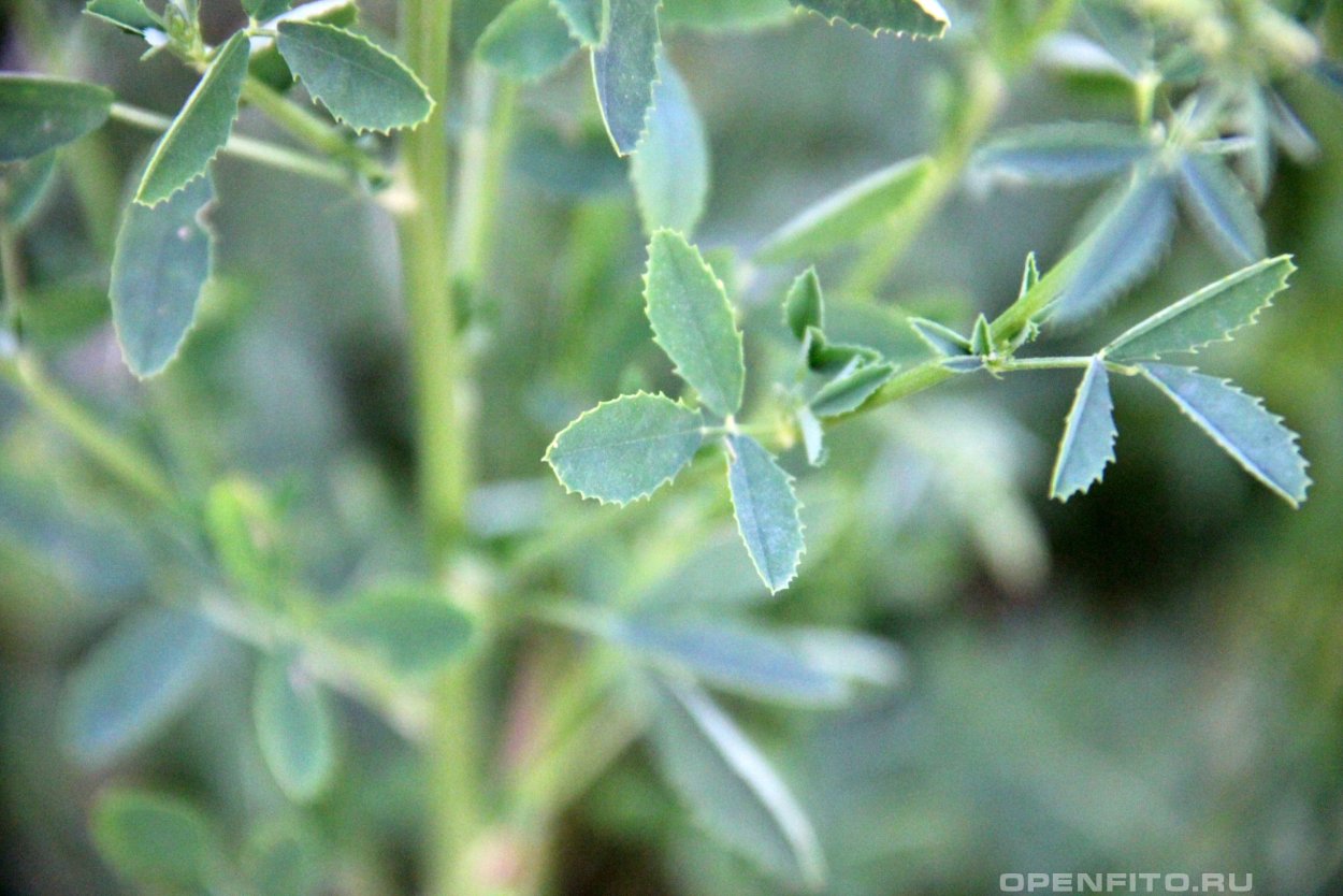 Люцерна древовидная