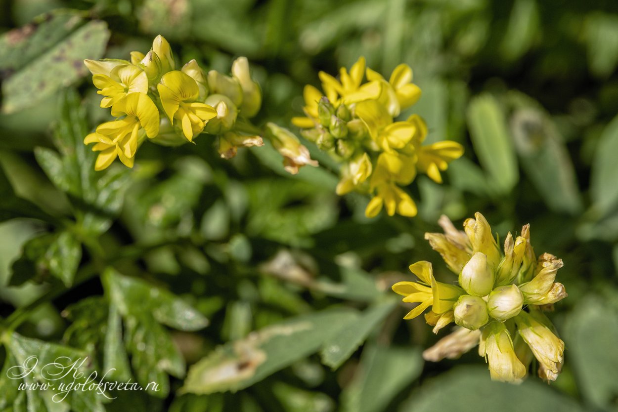 Люцерна хмелевидная сорняк всходы