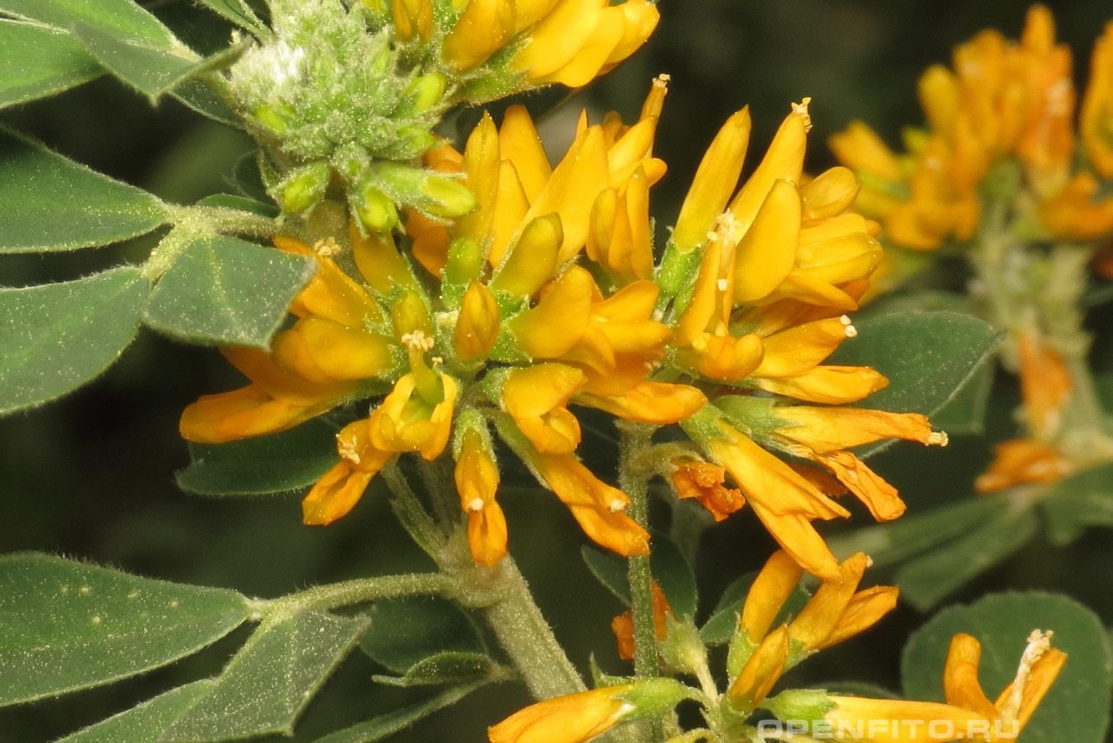 Люцерна хмелевидная влаголюб