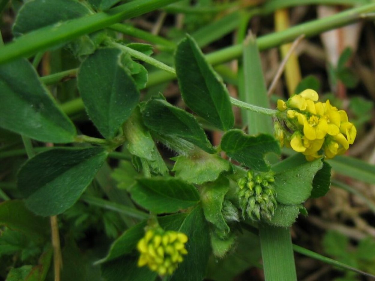 Люцерна хмелевидная сорняк
