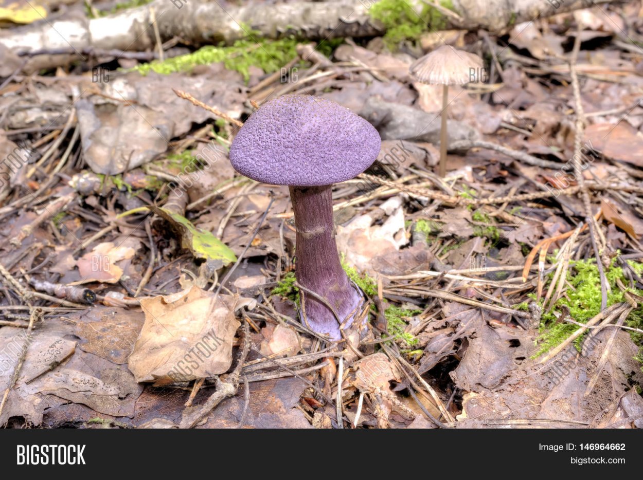 Паутинник фиолетовый ареал обитания