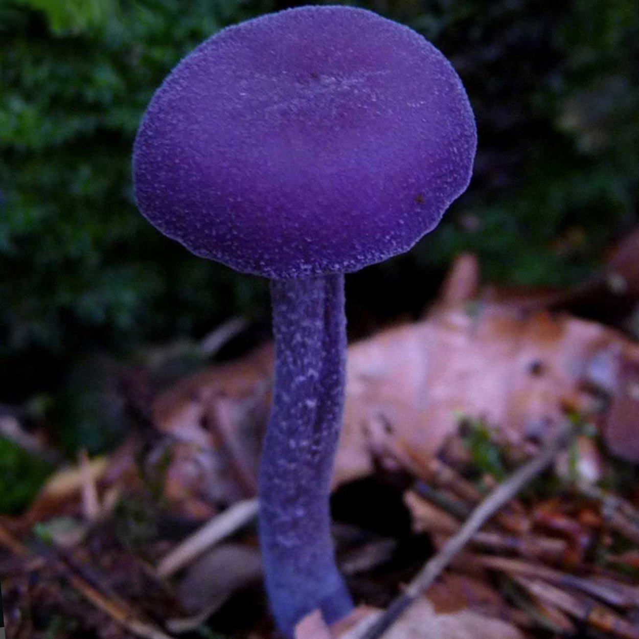 Лаковица Аметистовая Laccaria amethystina