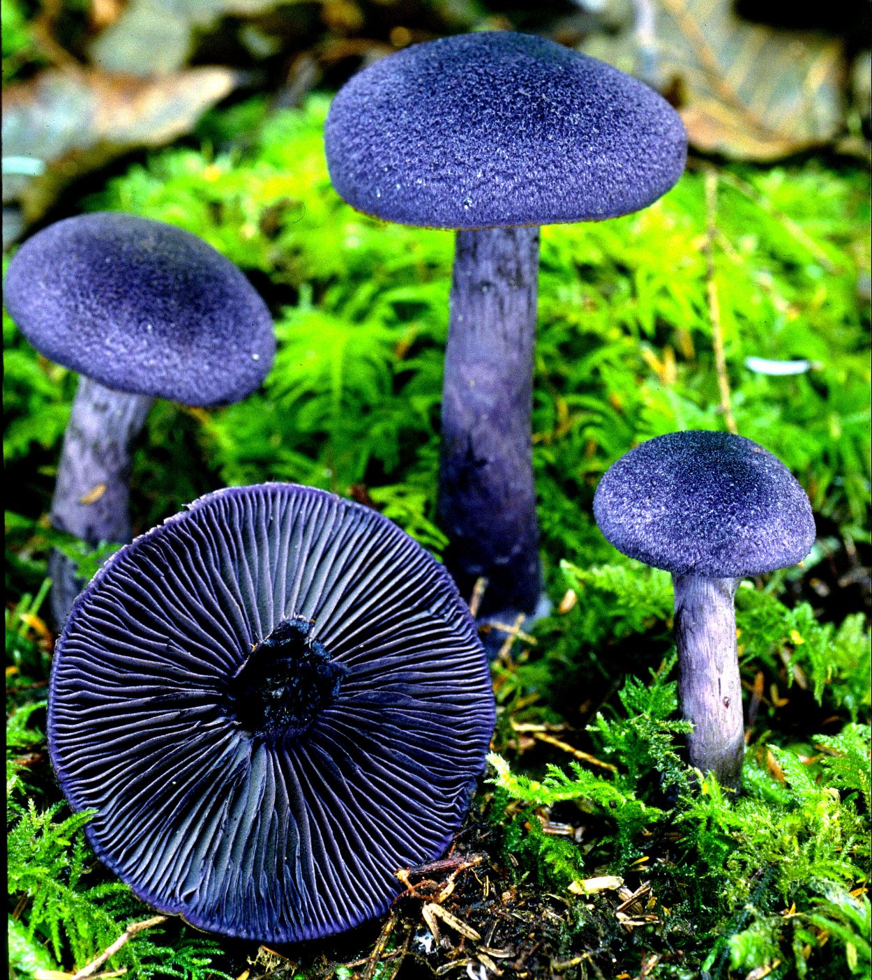 Паутинник фиолетовый