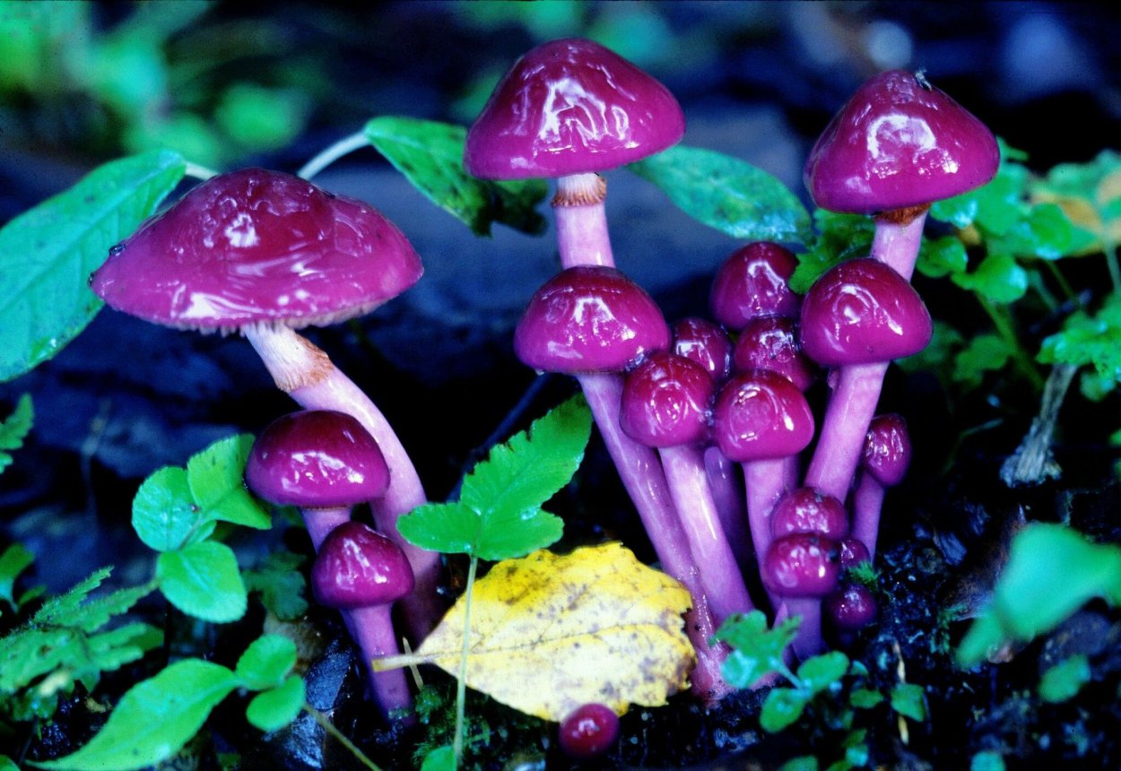 Паутинник фиолетовый