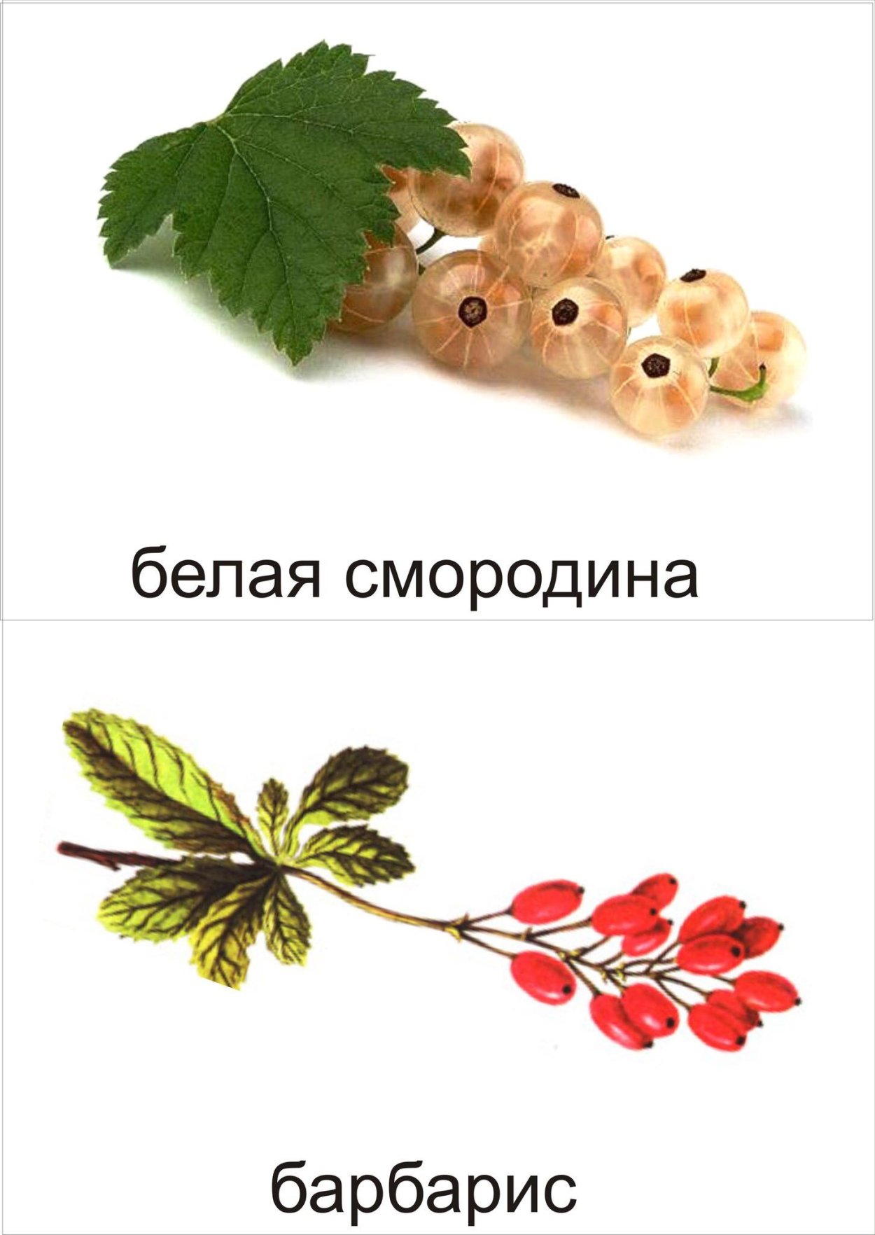 Логотип ресторана Барбарис