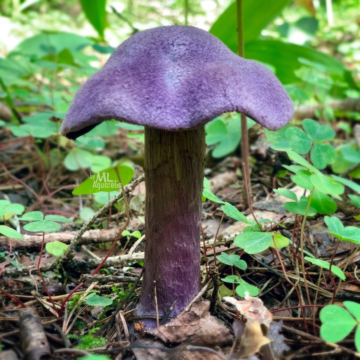 Паутинник фиолетовый