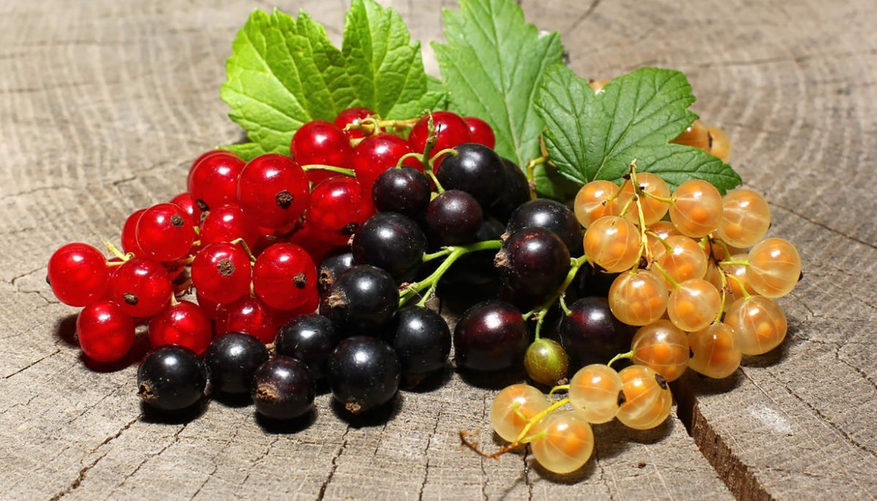 Смородина красная Гранатная