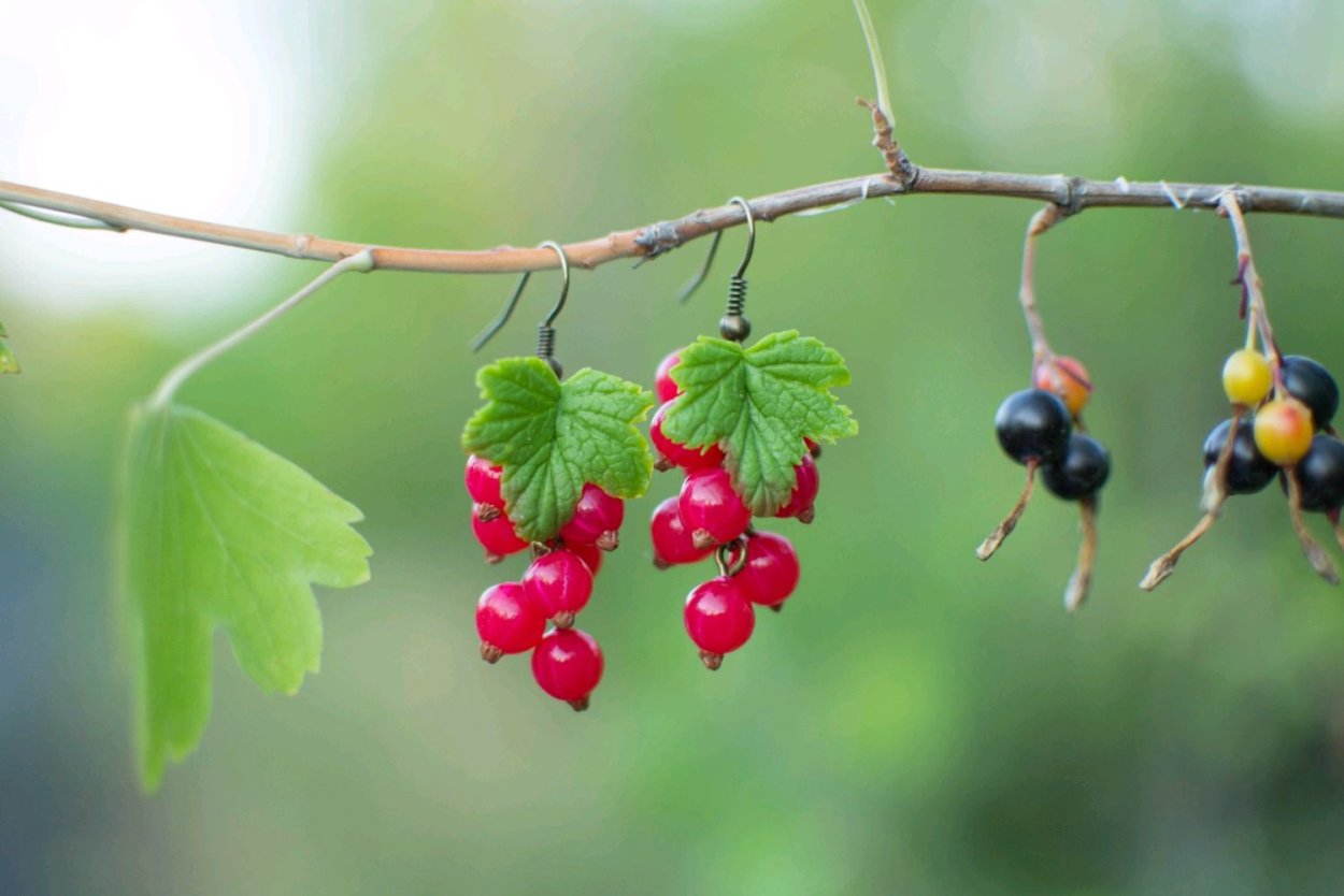 Чёрная смородина 5-ти минутка