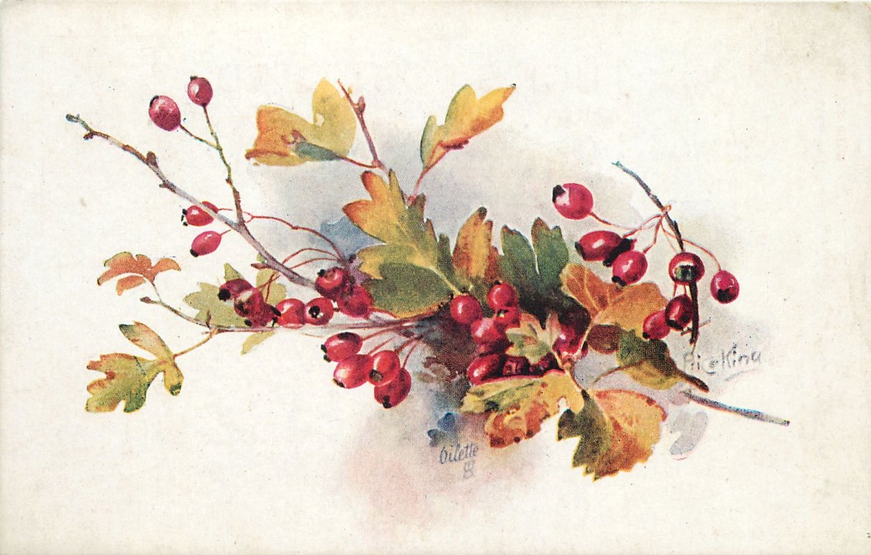 Ягоды красной смородины