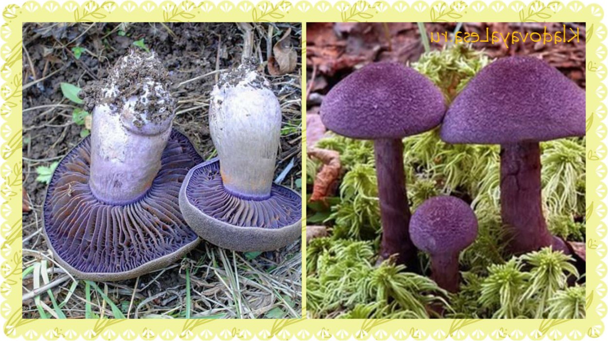 Лаковица Аметистовая / Amethyst Deceiver