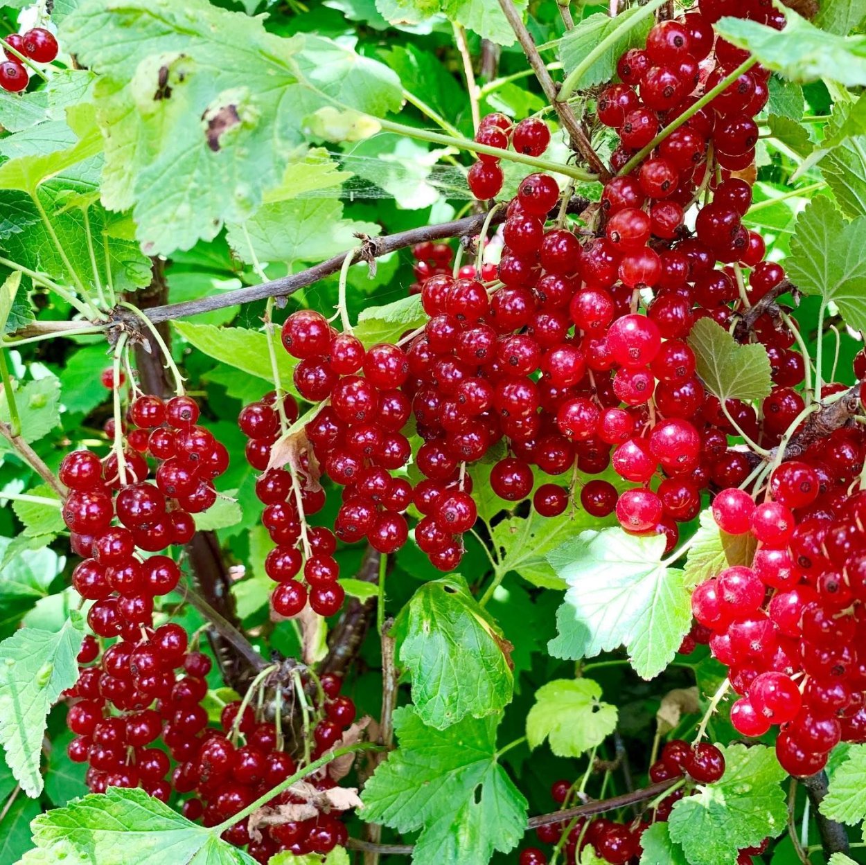 Ягоры смородина Калина черника на белом фоне