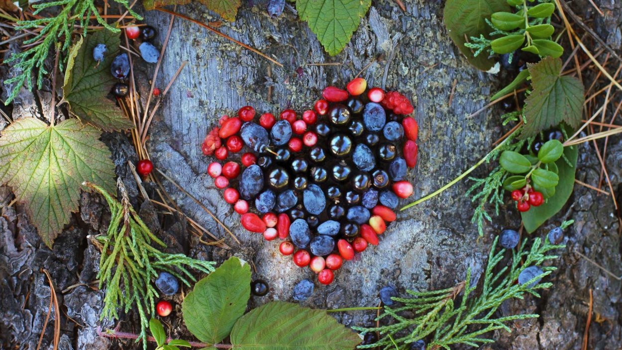 Можжевельник жимолость смородина