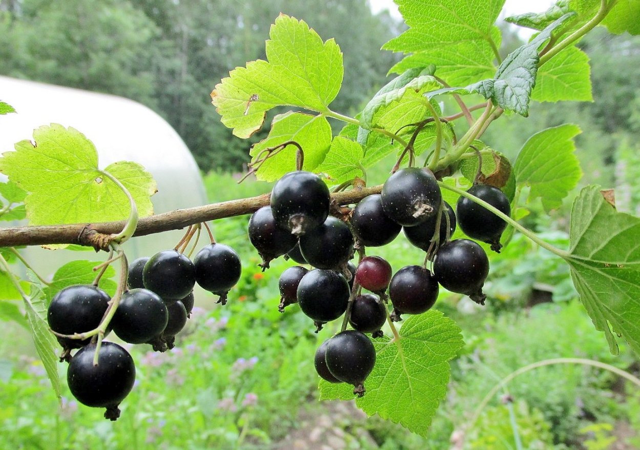 Реклама напитков