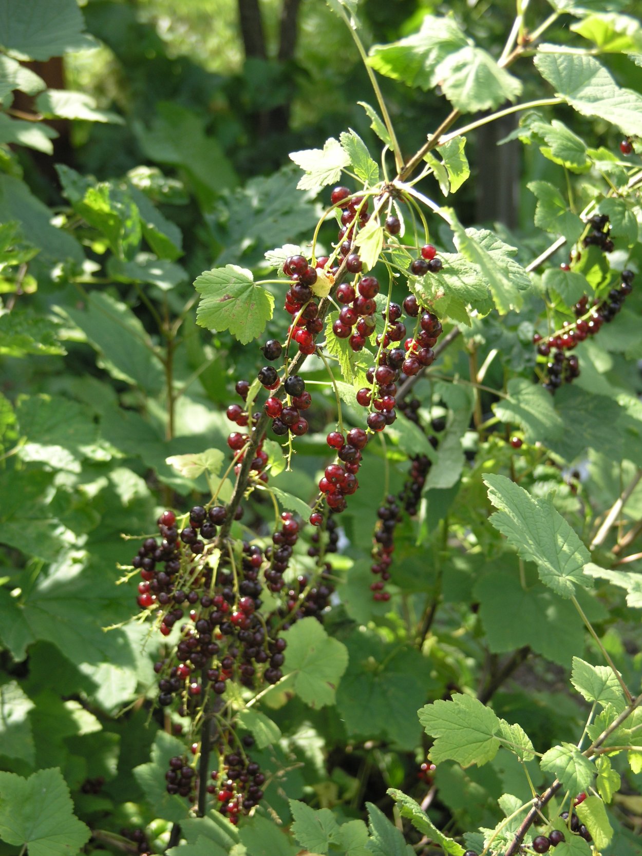 Брошки бисером