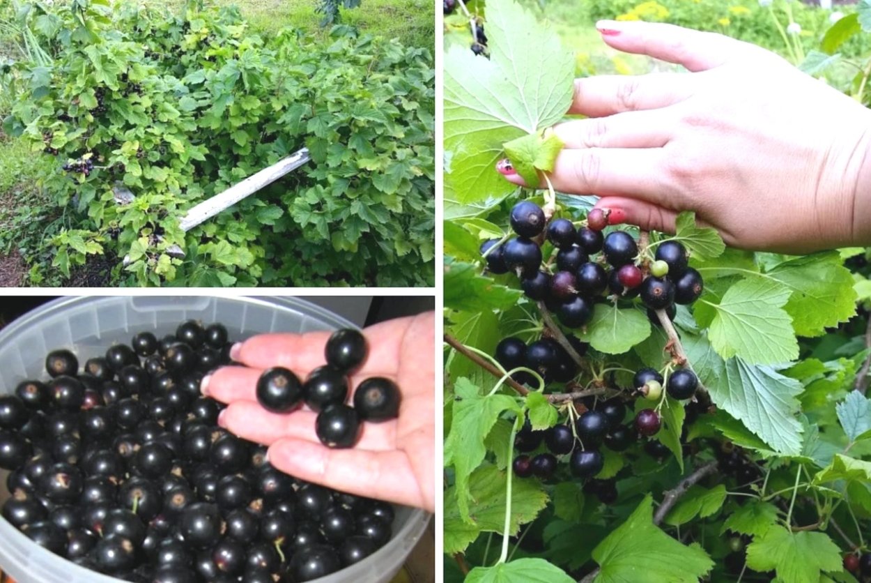 Малина ежевика крыжовник