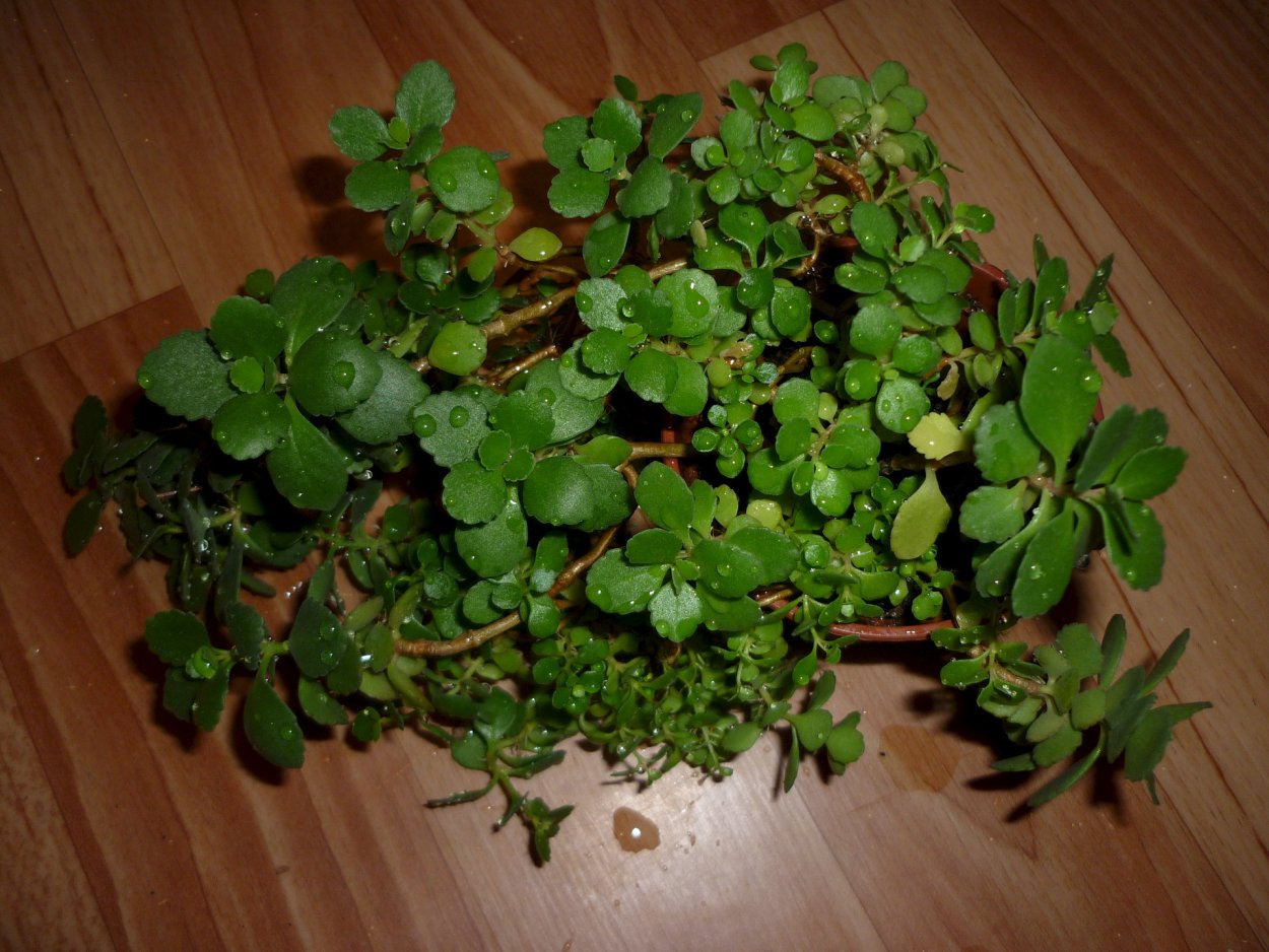 Растение каланхоэ