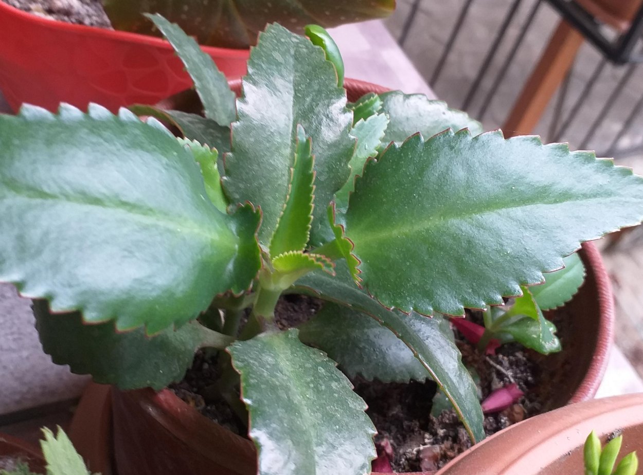 Каланхоэ войлочное tomentosa