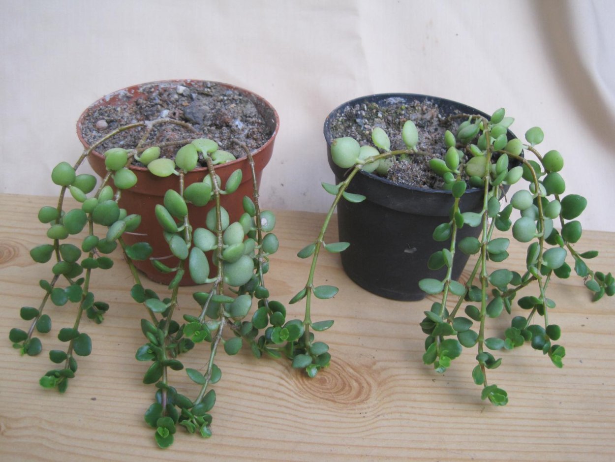 Каланхоэ с ростками на листьях