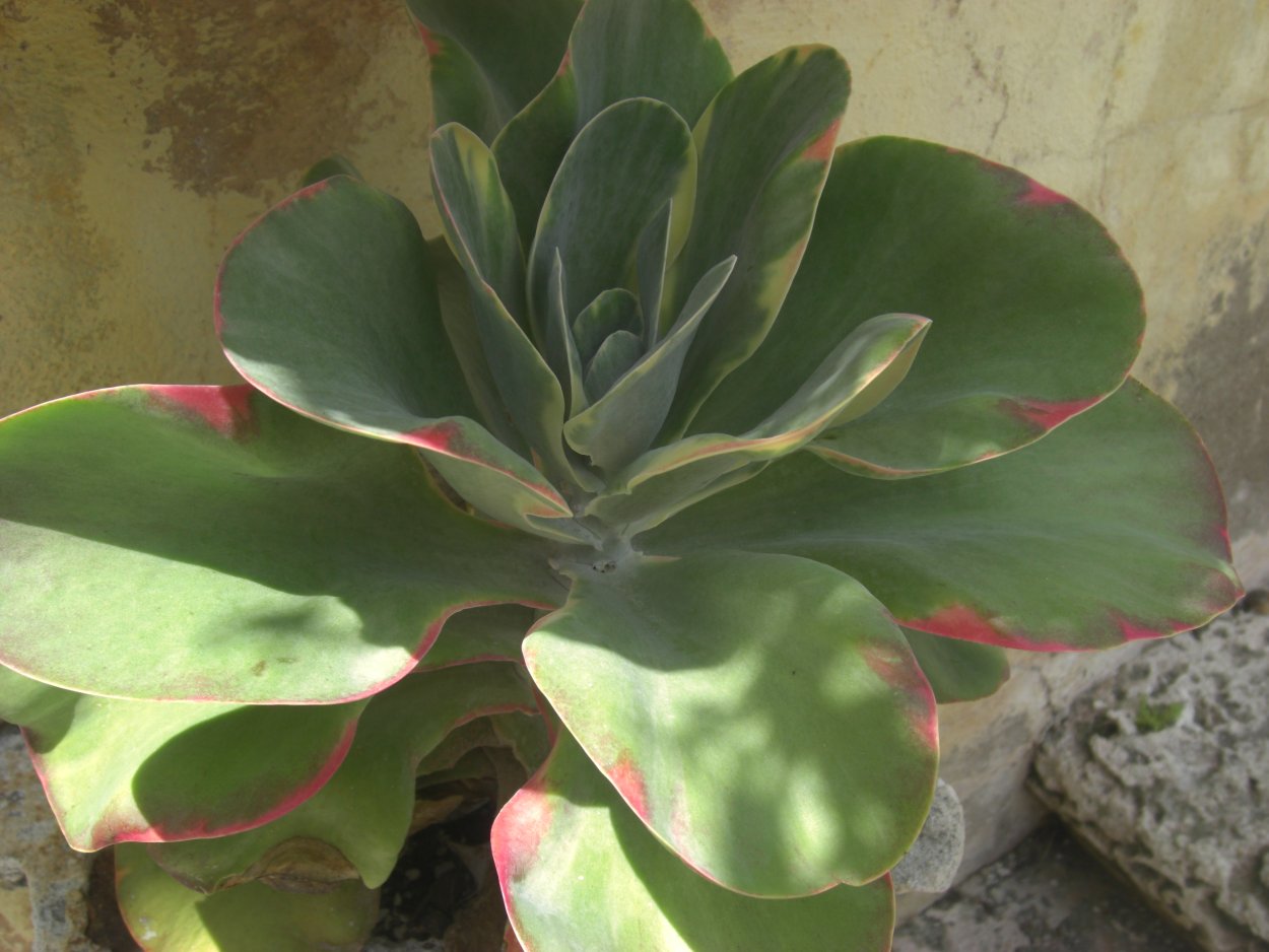 Каланхоэ таинственное (Kalanchoe orgyalis)