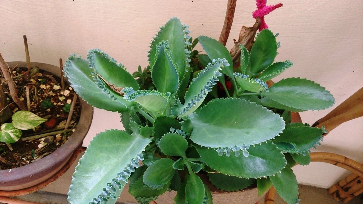 Каланхоэ бриофиллум Дегремона