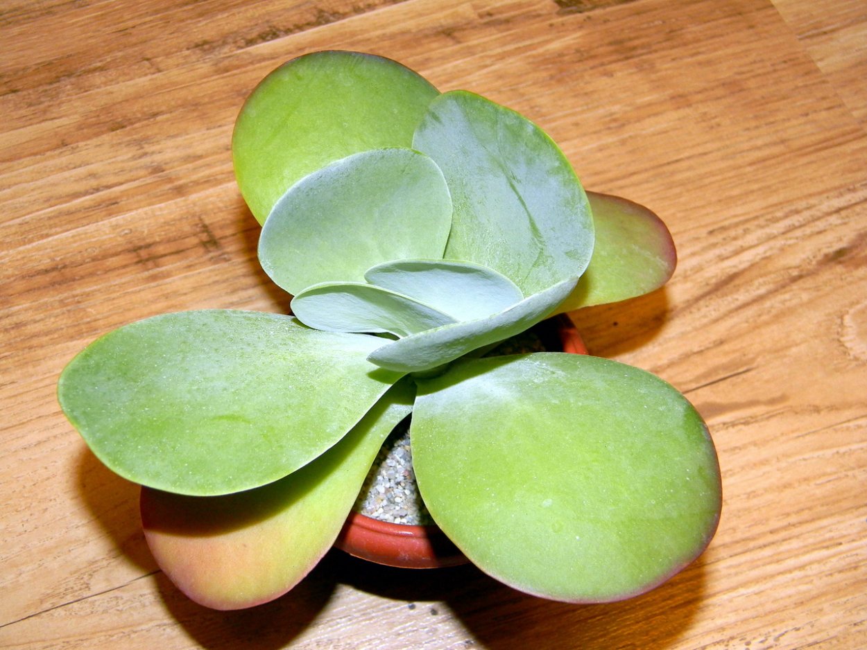 Kalanchoe tetraphylla