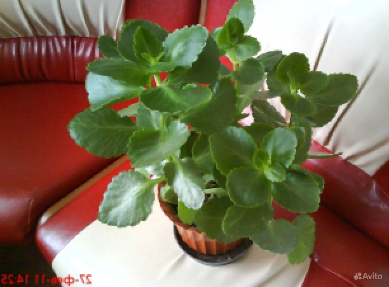 Каланхоэ разрастающая