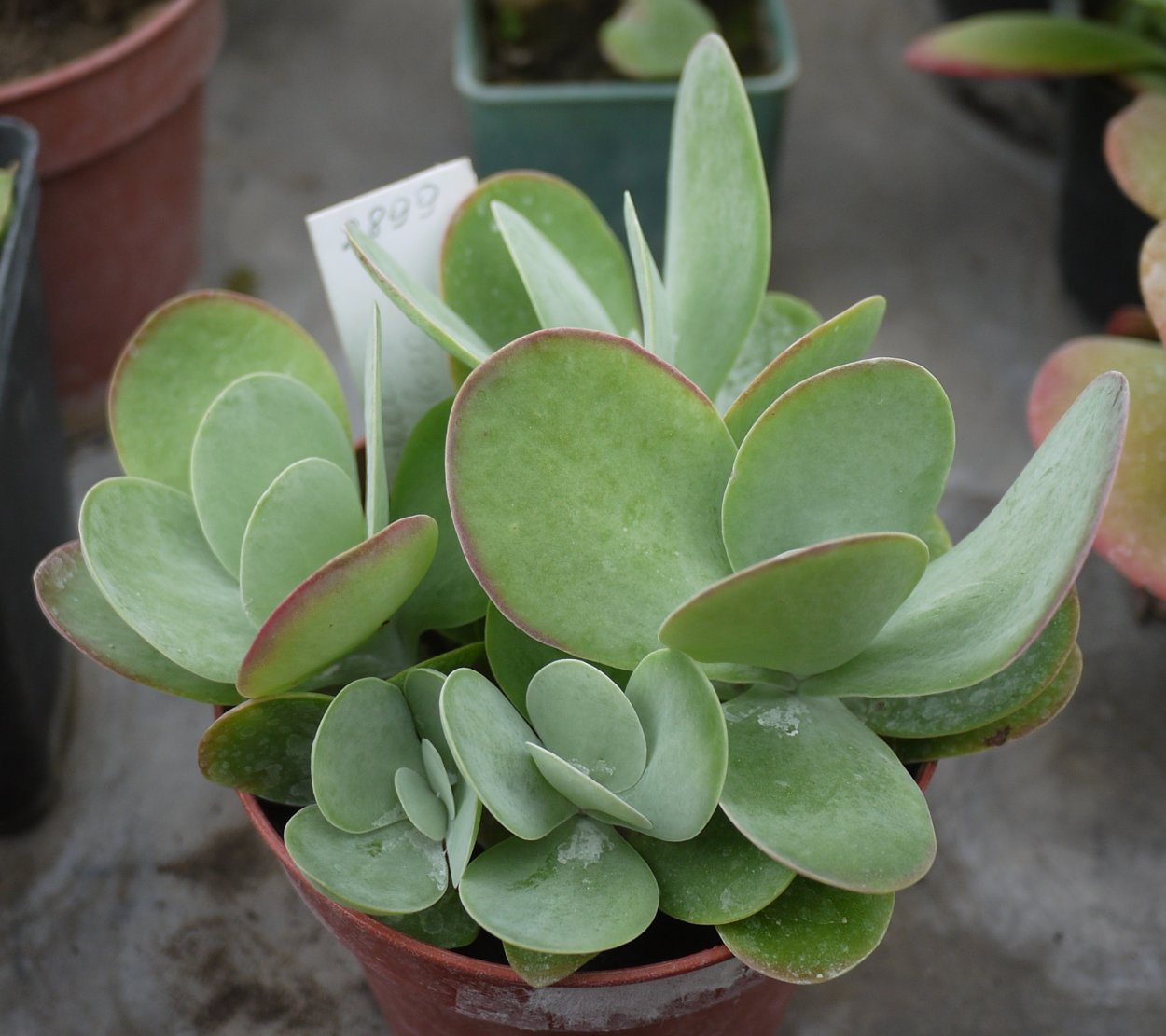 Kalanchoe Турсифлора