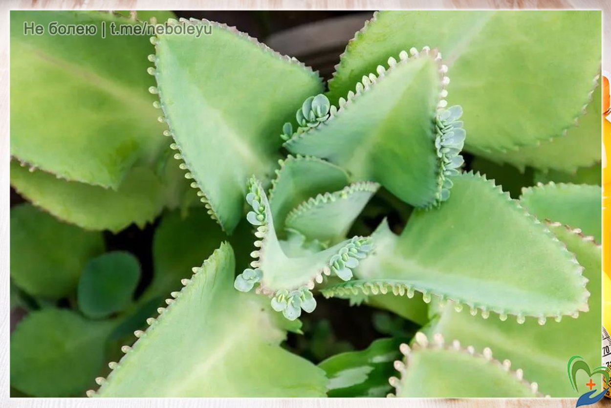 Каланхоэ Милотти Kalanchoe