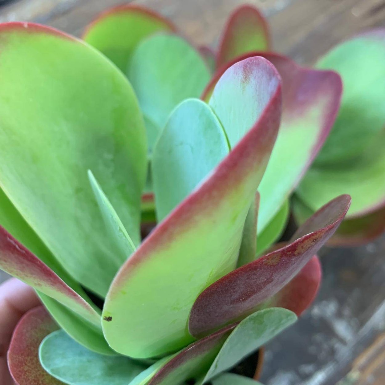 Каланхоэ бриофиллум