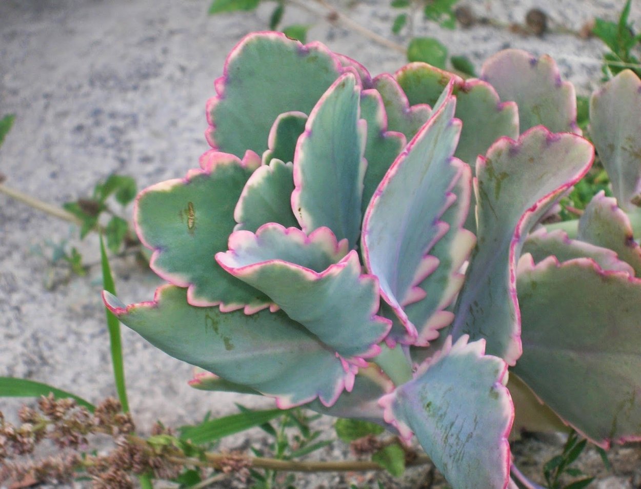 Каланхоэ лечебное перистое