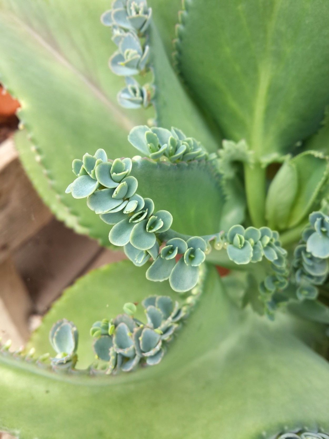 Зеленая гусеница ест каланхоэ