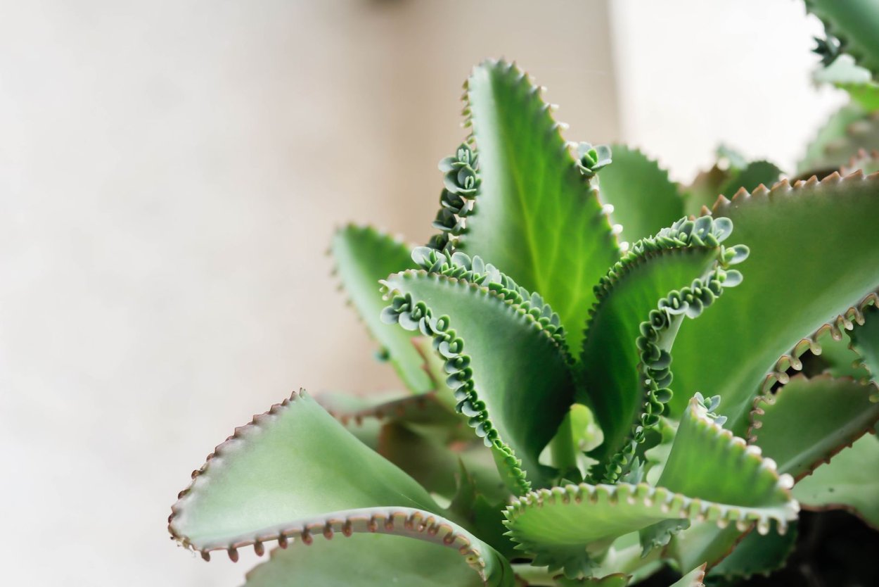 Каланхоэ перистое