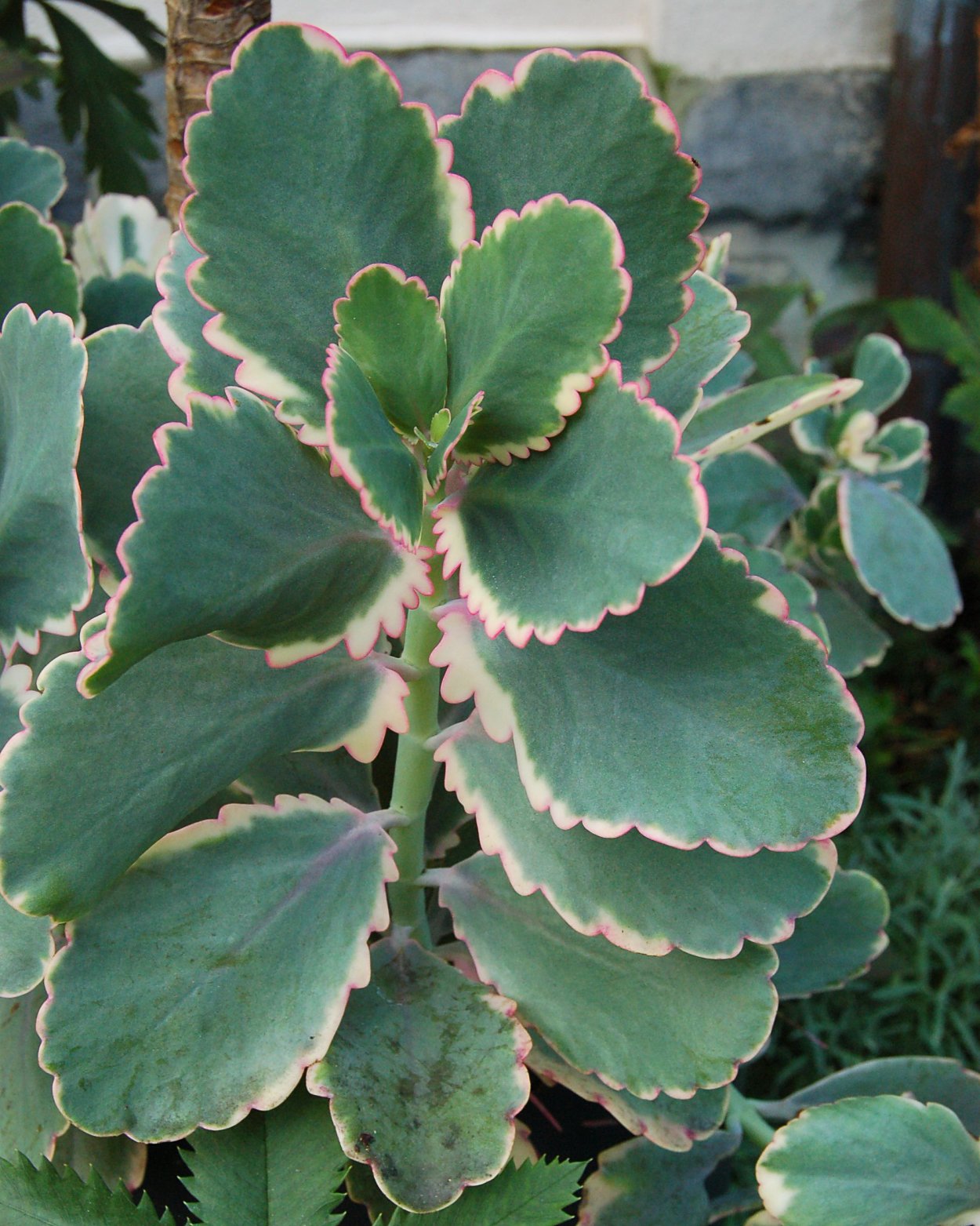 Каланхоэ перистое