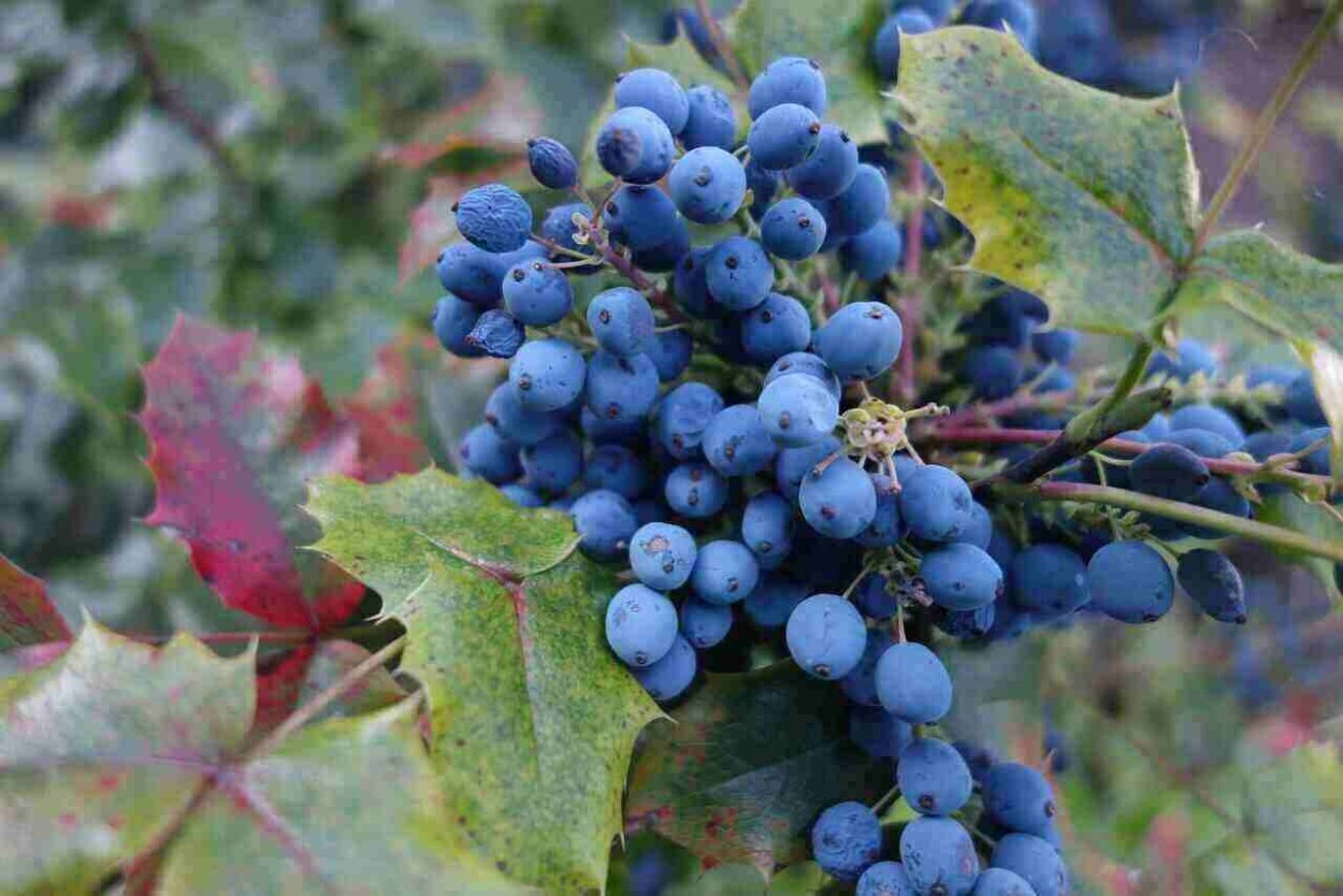 Синие ягоды