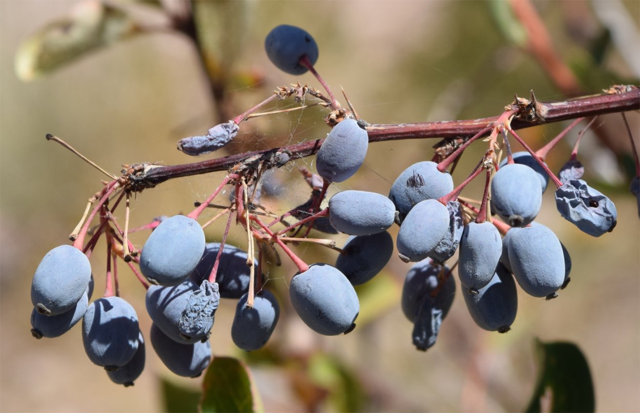 Berberis integerrima Bunge