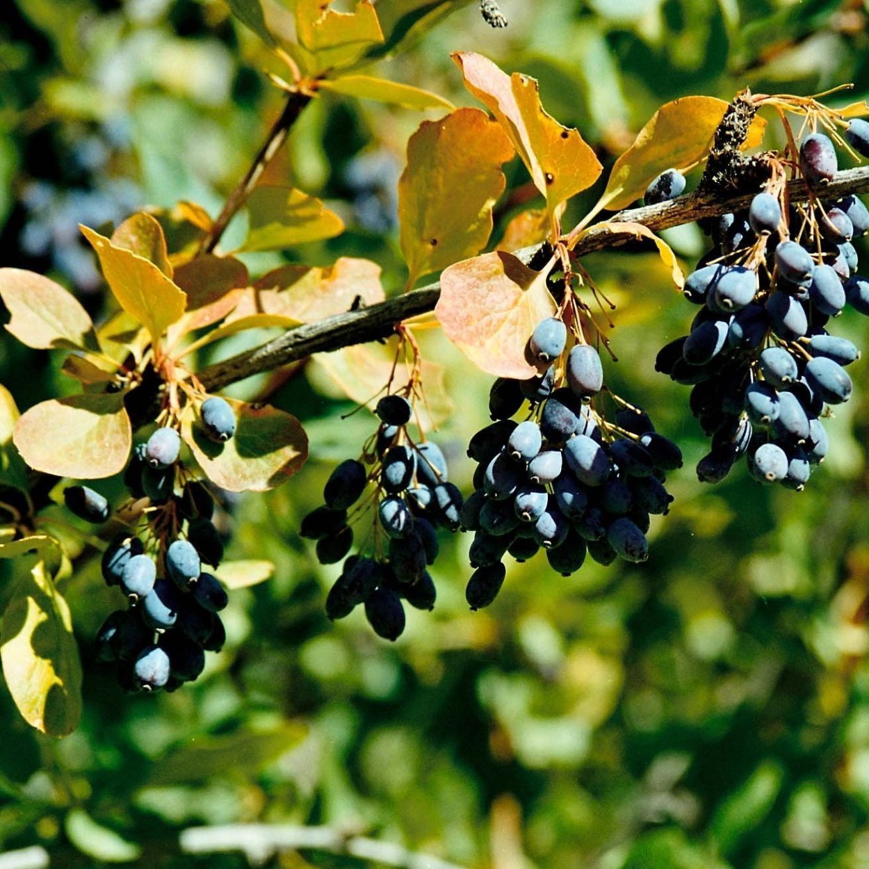 Барбарис продолговатый Berberis oblonga