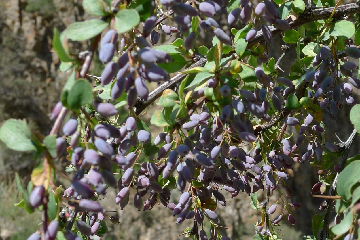 Барбарис шаровидноплодный (Berberis heteropoda)