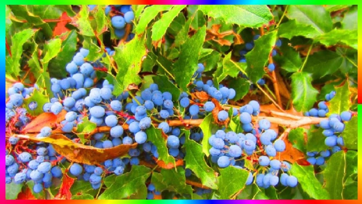 Магония корни корень