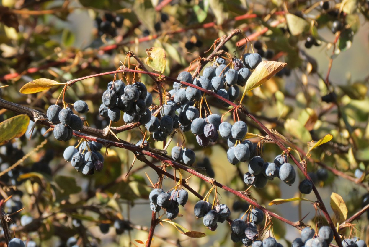 Барбарис разноцветоножковый